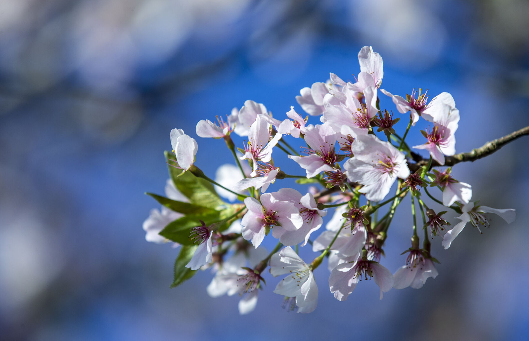 Spring Flowers